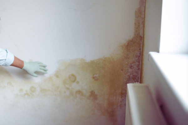 Mold Inspection in Miami