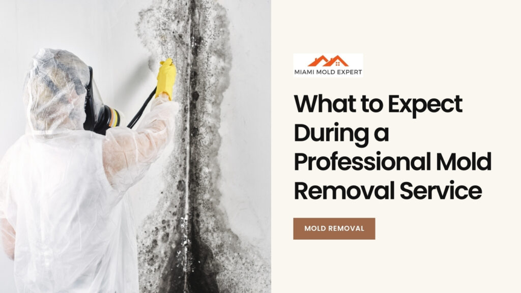 Professional mold removal process